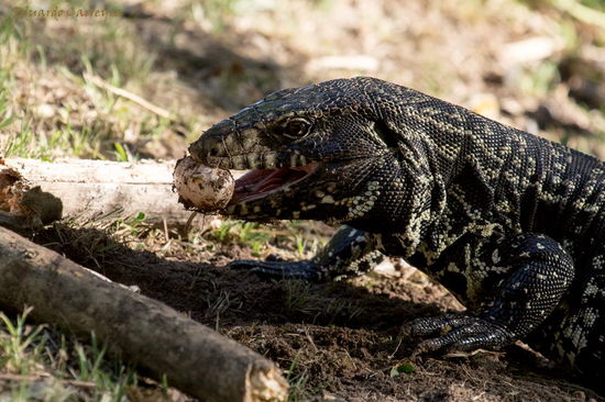 Black-and-white tegu lizard