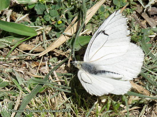 Common white-milk