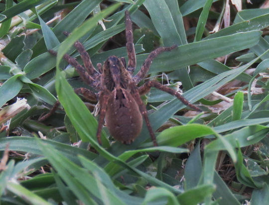 Araña lobo de vientre negro