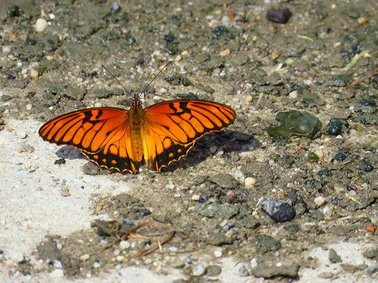 Mexican silverspot