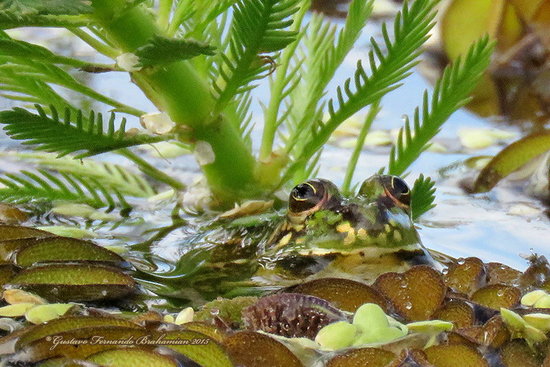 Lesser swimming frog