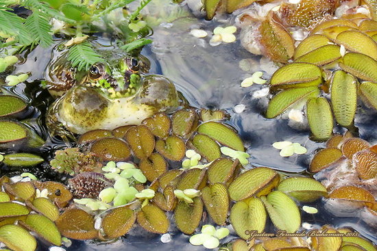 Lesser swimming frog