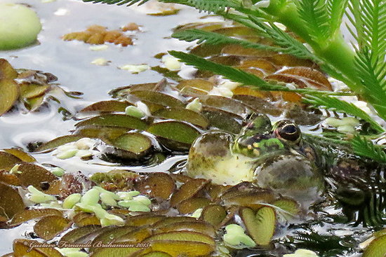 Lesser swimming frog