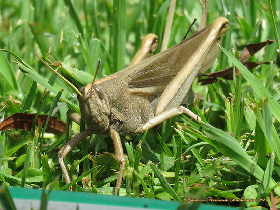 Yellow-lined Grasshopper