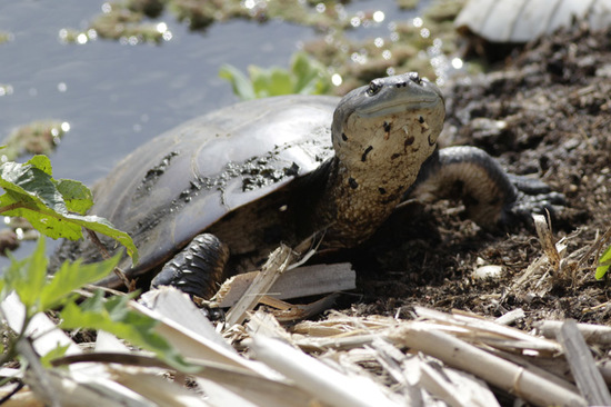 Side-necked turtle