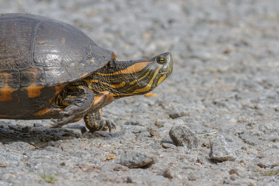 Painted turtle