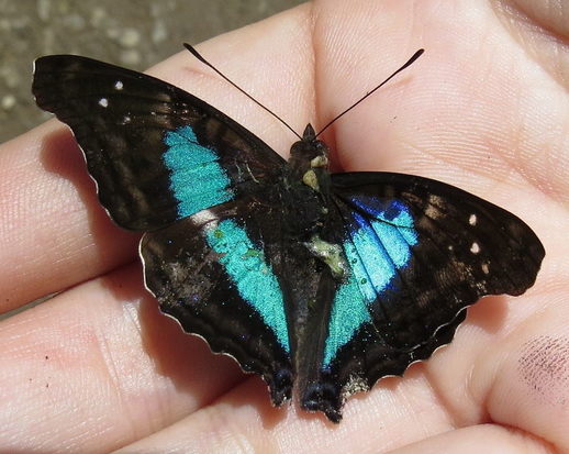 Laurentia Emperor