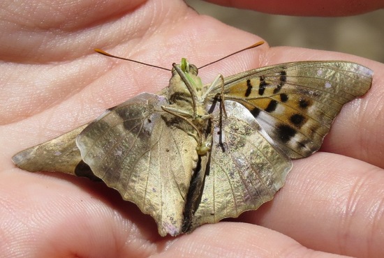 Laurentia Emperor