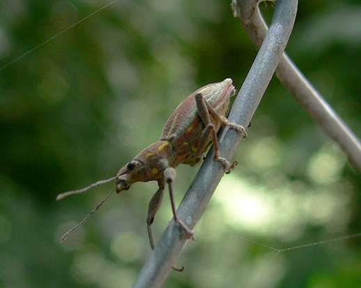 South American Fruit Tree Weevil