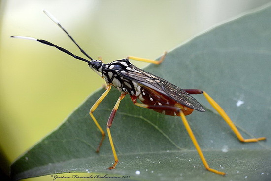 Chinche del mburucuyá