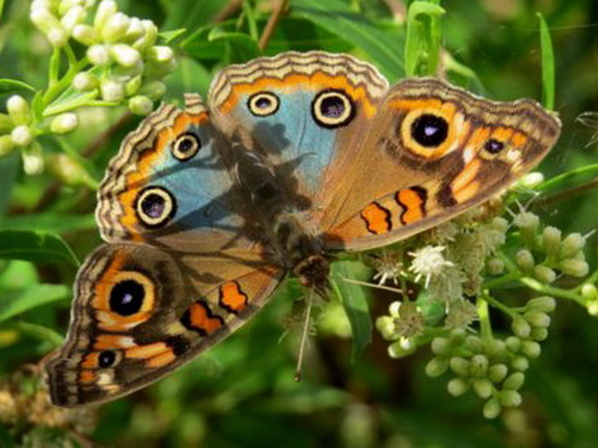 Southern buckeye