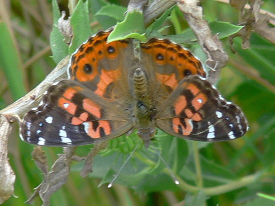 Dama pintada 