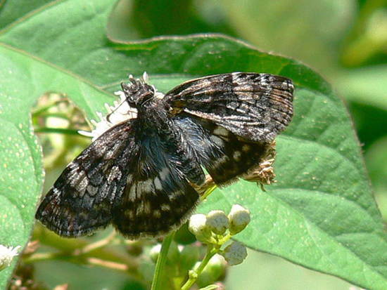 White-patched duskywing
