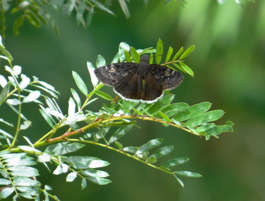 Funeral duskywing