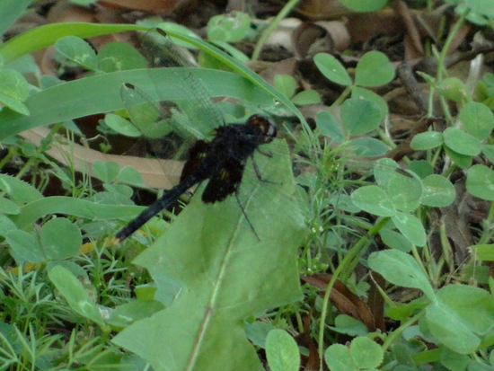 Libélula 