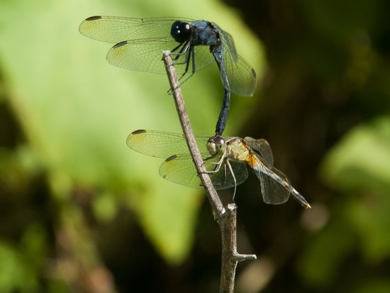 Libélula