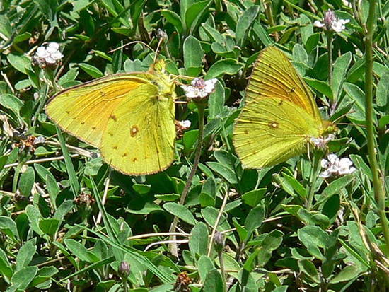 Isoca de la alfalfa 