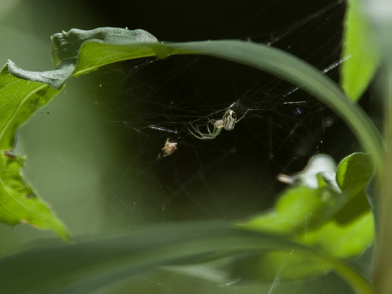 Araña plateada