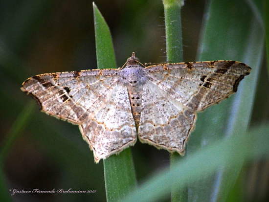 Geometrid moth