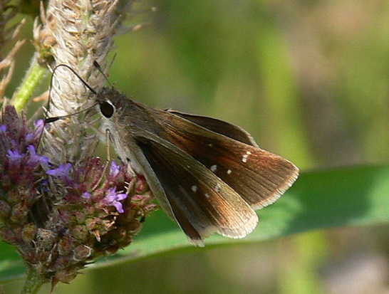 Eufala skipper