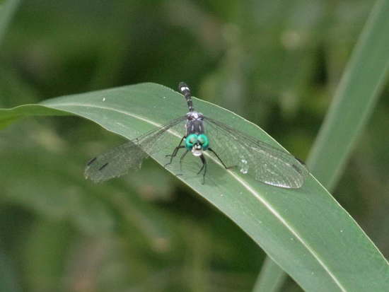 Libélula