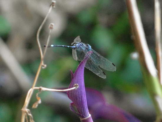 Libélula