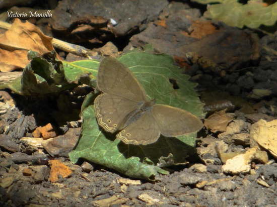 Poltys satyr