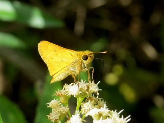 Fiery skipper