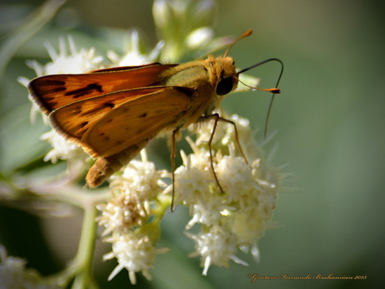 Saltarina amarilla