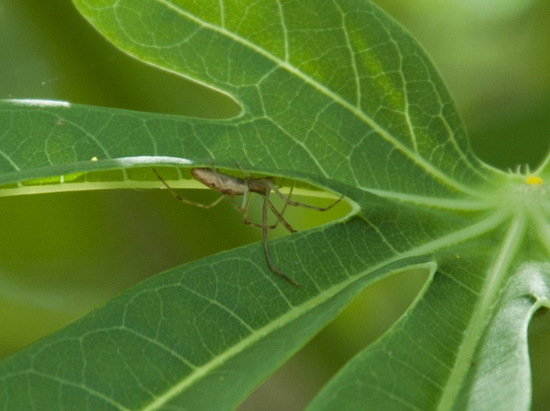 Araña de mandíbulas largas