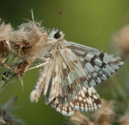 American white skipper