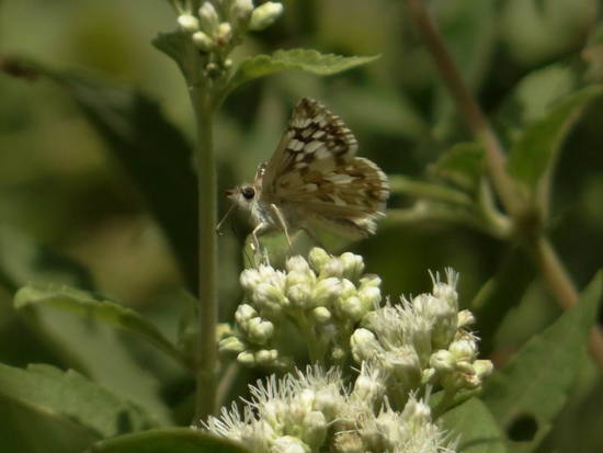 American white skipper