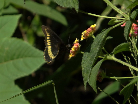 Polydamas swallowtail