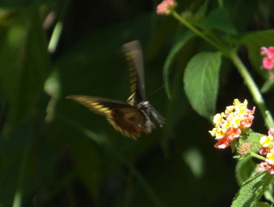 Polydamas swallowtail