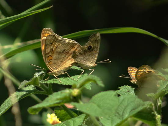Southern buckeye