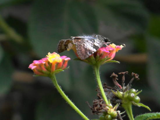 White-patched duskywing