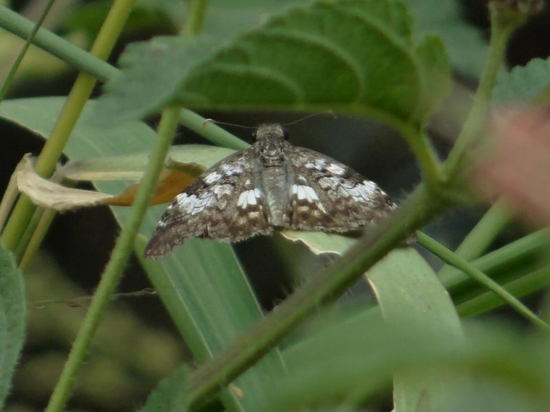 White-patched duskywing
