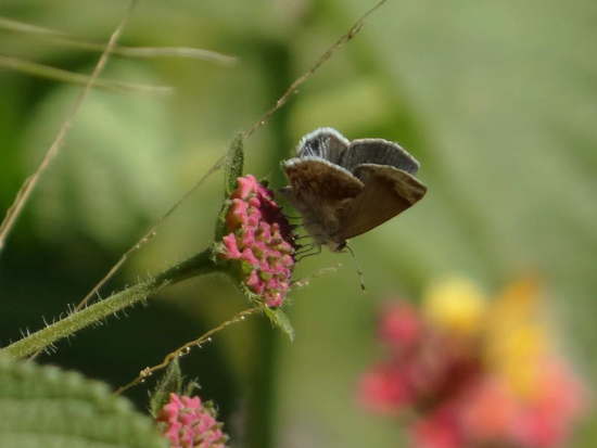 Frotadora enana