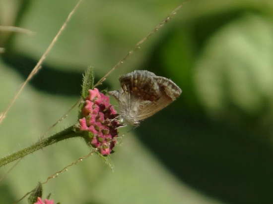 Frotadora enana