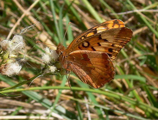 Southern fritillary