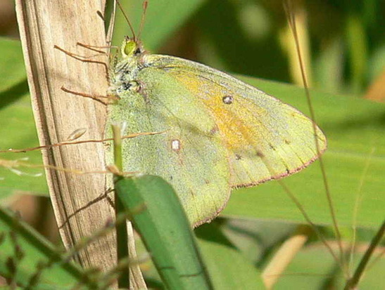 Lesbia sulphur