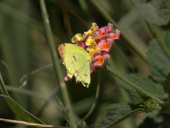 Common yellow