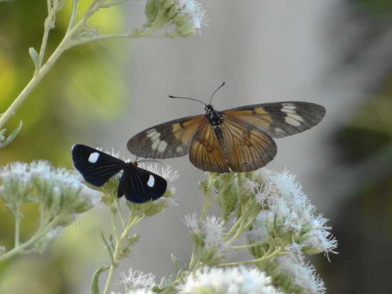 Geometrid moth