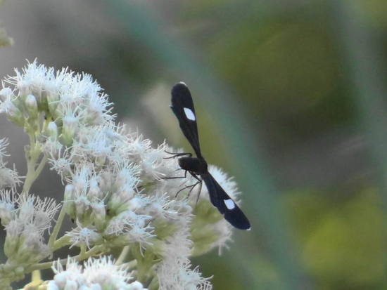 Geometrid moth