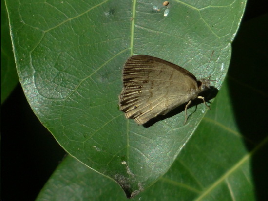 Poltys satyr