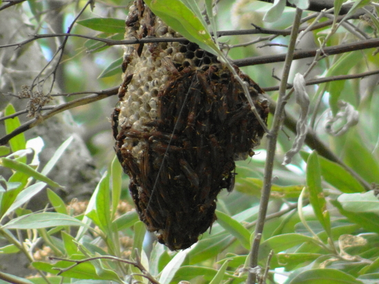 Paper wasp