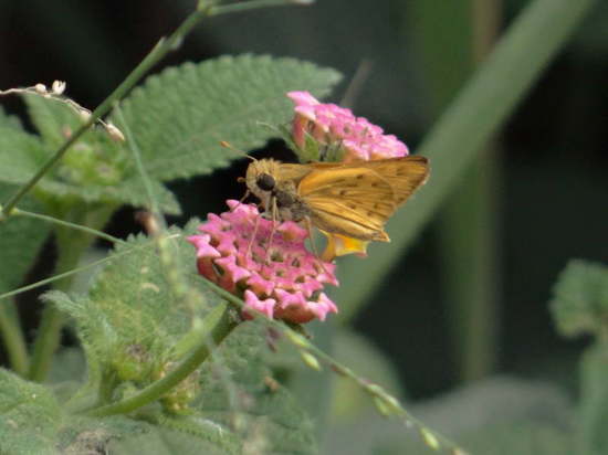 Fiery skipper