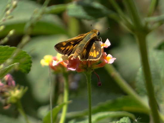 Saltarina amarilla