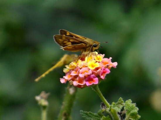 Saltarina amarilla