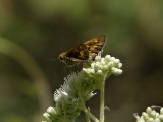 Fiery skipper